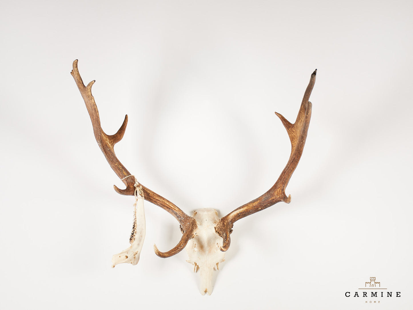 Damhirsch Trophäe – Geweih ohne Holzschild Vintage