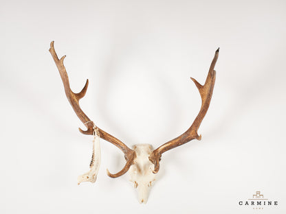 Damhirsch Trophäe – Geweih ohne Holzschild Vintage