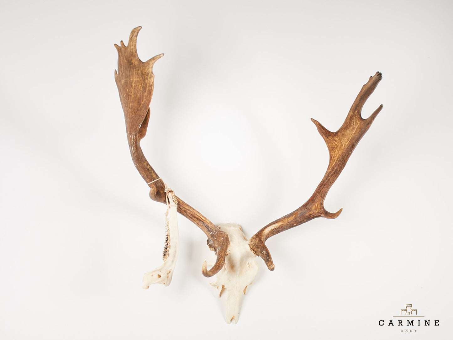Damhirsch Trophäe – Geweih ohne Holzschild Vintage