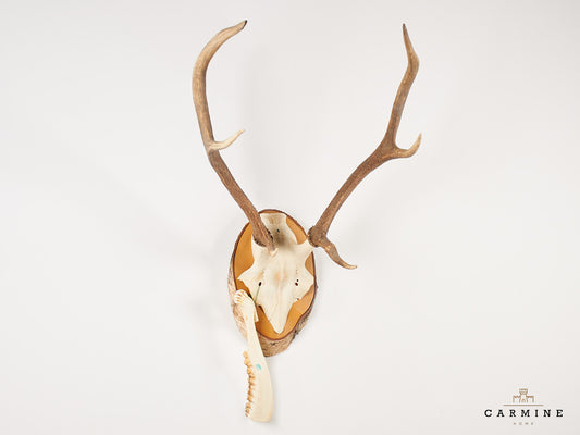 Hirsch Geweih Trophäe – Vintage Jagdtrophäe