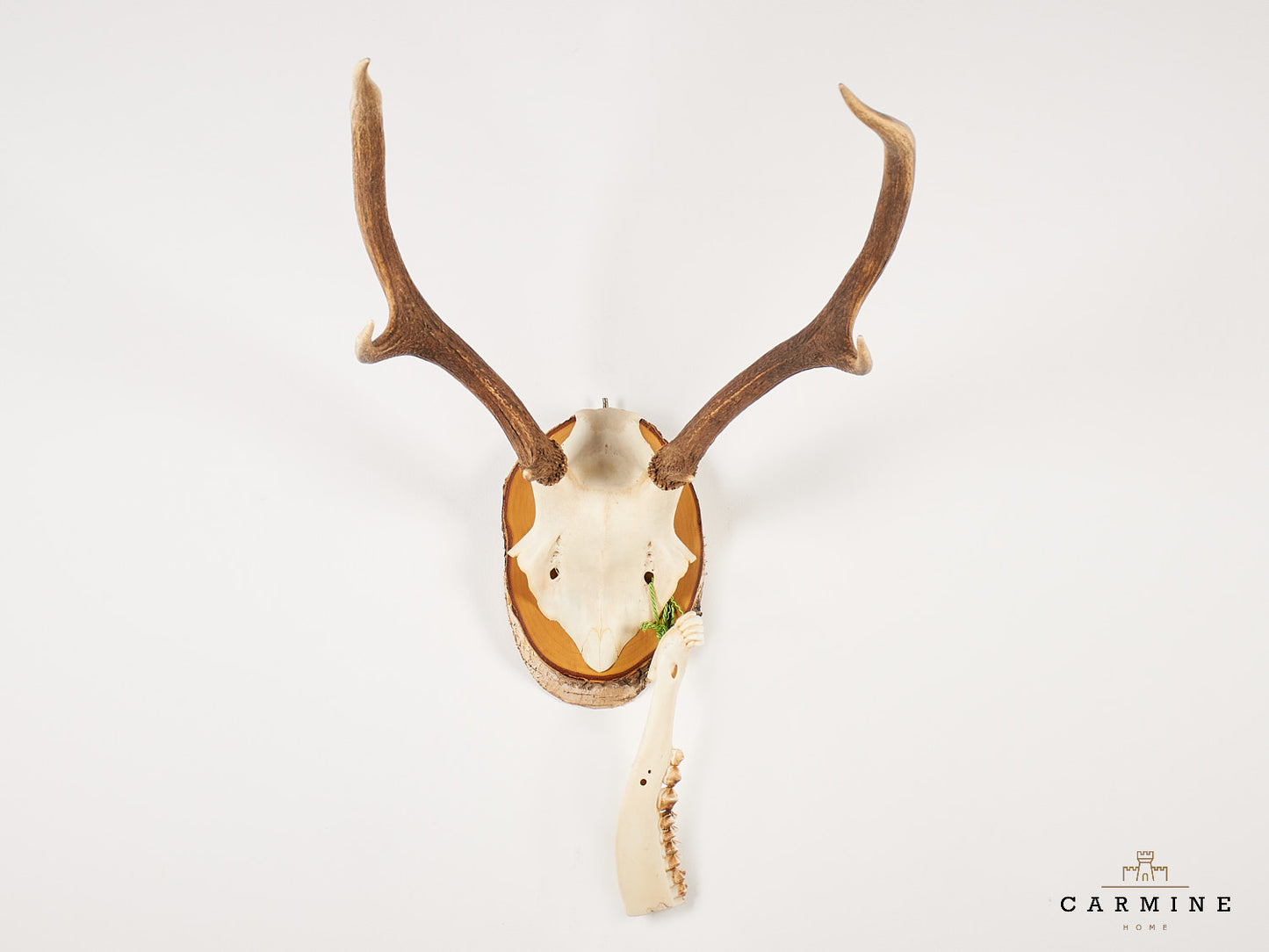 Hirsch Geweih Trophäe – Vintage auf Holzmedaillon