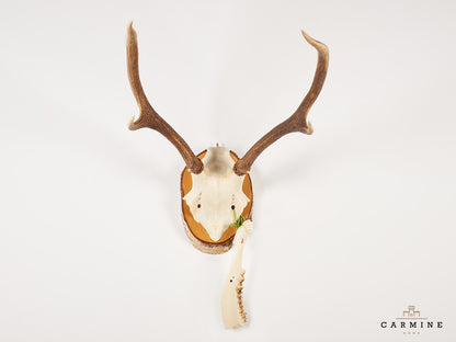 Hirsch Geweih Trophäe – Vintage auf Holzmedaillon