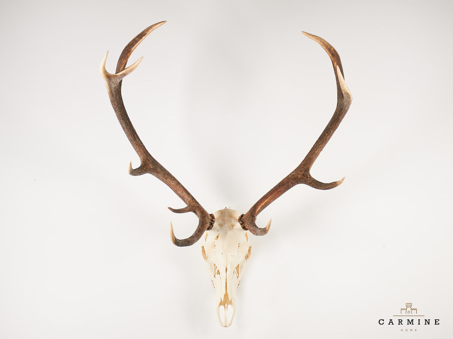 Hirsch Geweih Trophäe – Vintage Jagdtrophäe