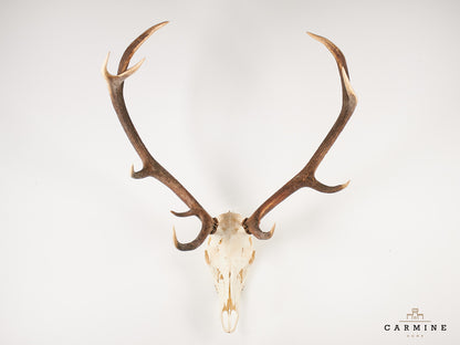 Hirsch Geweih Trophäe – Vintage Jagdtrophäe