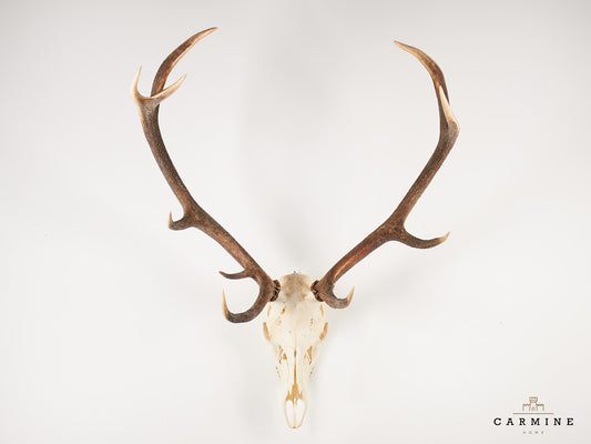 Hirsch Geweih Trophäe – Vintage Jagdtrophäe