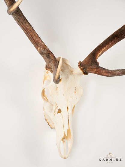 Hirsch Geweih Trophäe – Vintage Jagdtrophäe