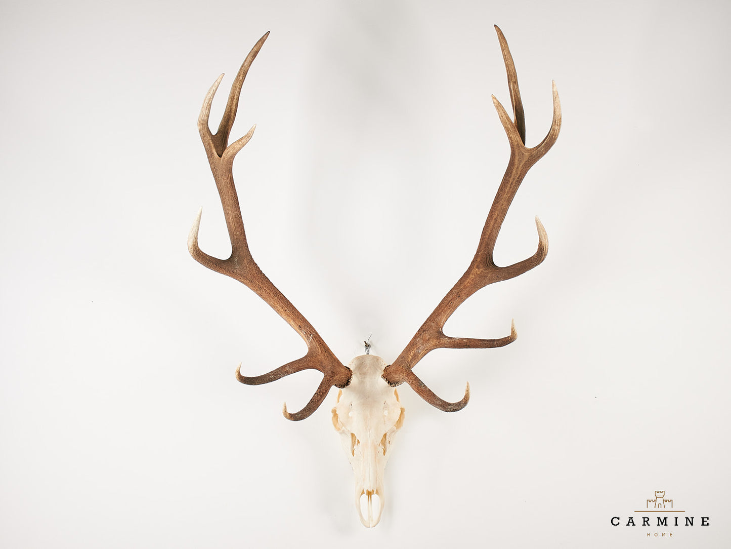 Hirsch Geweih Trophäe – Vintage Jagdtrophäe