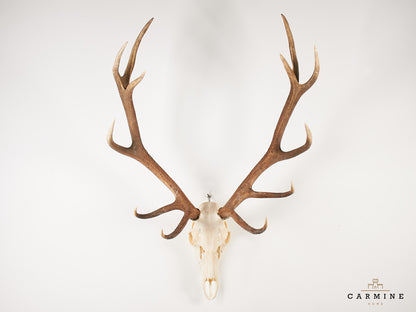 Hirsch Geweih Trophäe – Vintage Jagdtrophäe