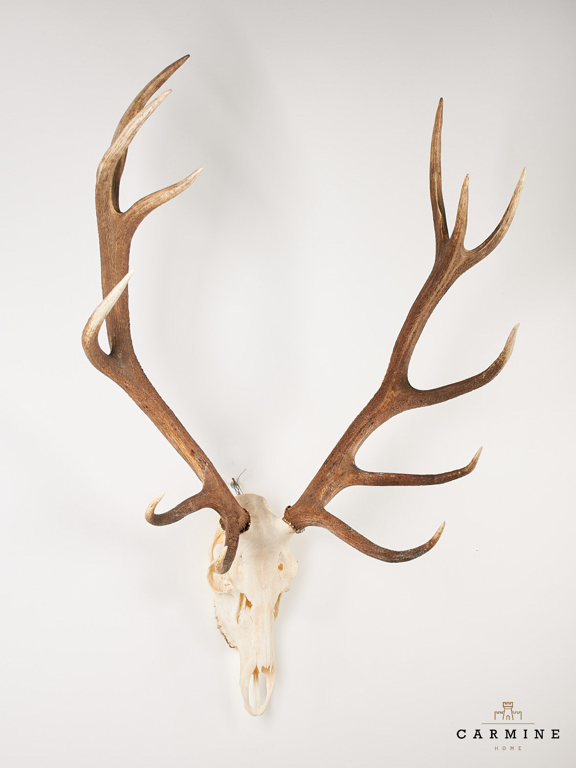 Hirsch Geweih Trophäe – Vintage Jagdtrophäe