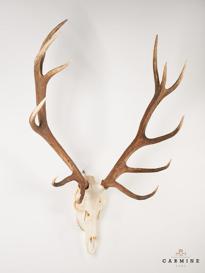 Hirsch Geweih Trophäe – Vintage Jagdtrophäe