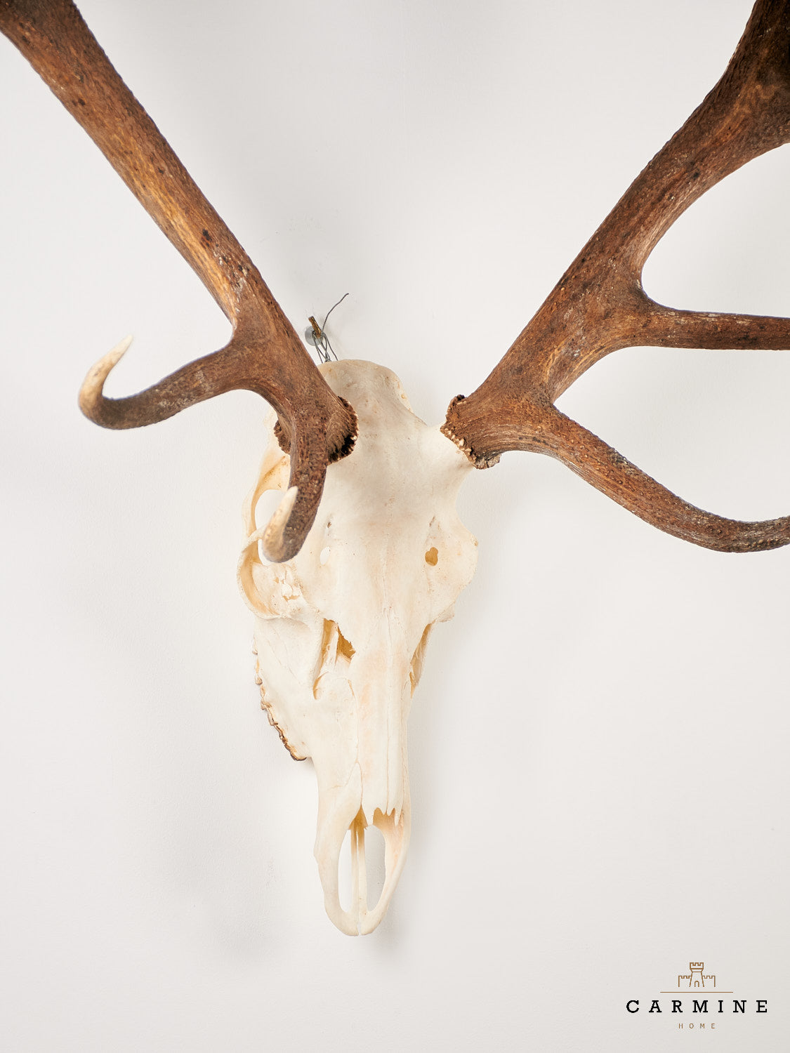 Hirsch Geweih Trophäe – Vintage Jagdtrophäe