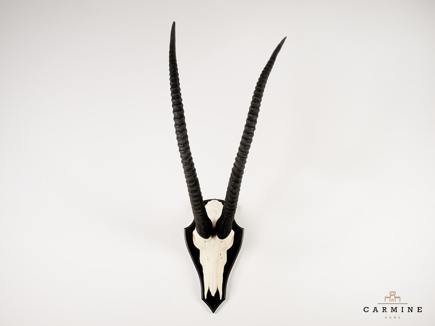 Antelope Trophy - Vintage on Wooden Plaque