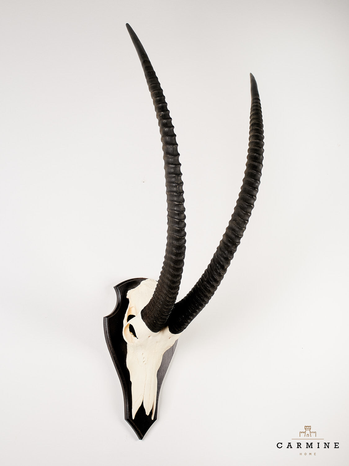 Antelope Trophy - Vintage on Wooden Plaque