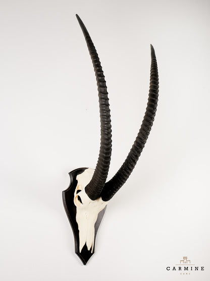 Antelope Trophy - Vintage on Wooden Plaque