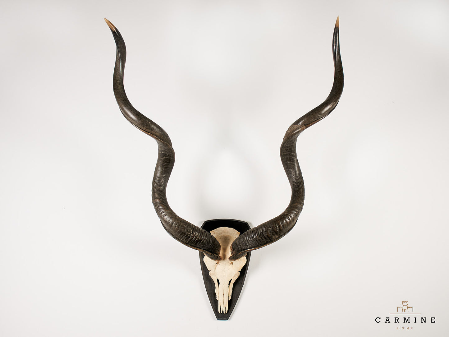 Kudu Trophy – Vintage on Wooden Plaque