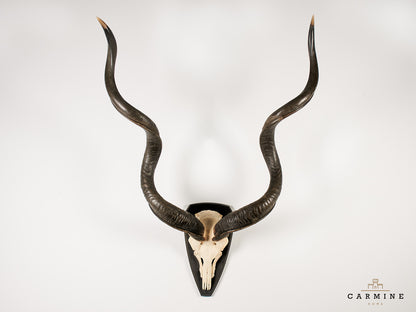Kudu Trophy – Vintage on Wooden Plaque