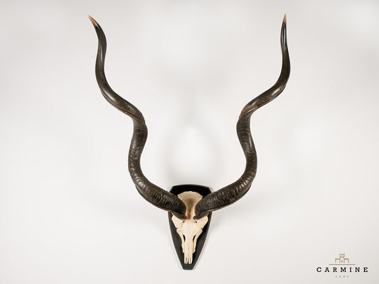 Kudu Trophäe – Vintage auf Holzschild