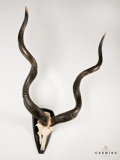 Kudu Trophy – Vintage on Wooden Plaque