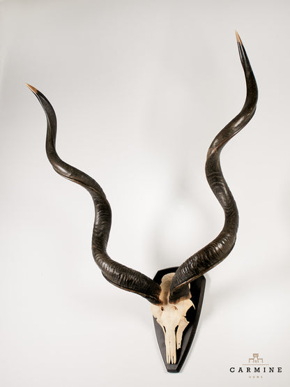 Kudu Trophy – Vintage on Wooden Plaque