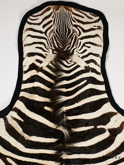 Zebrafell aus Namibia – exklusives Unikat