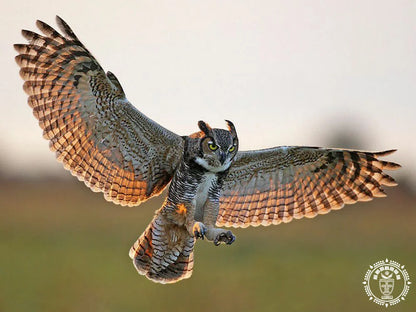 hamac xl tecolote 5-6