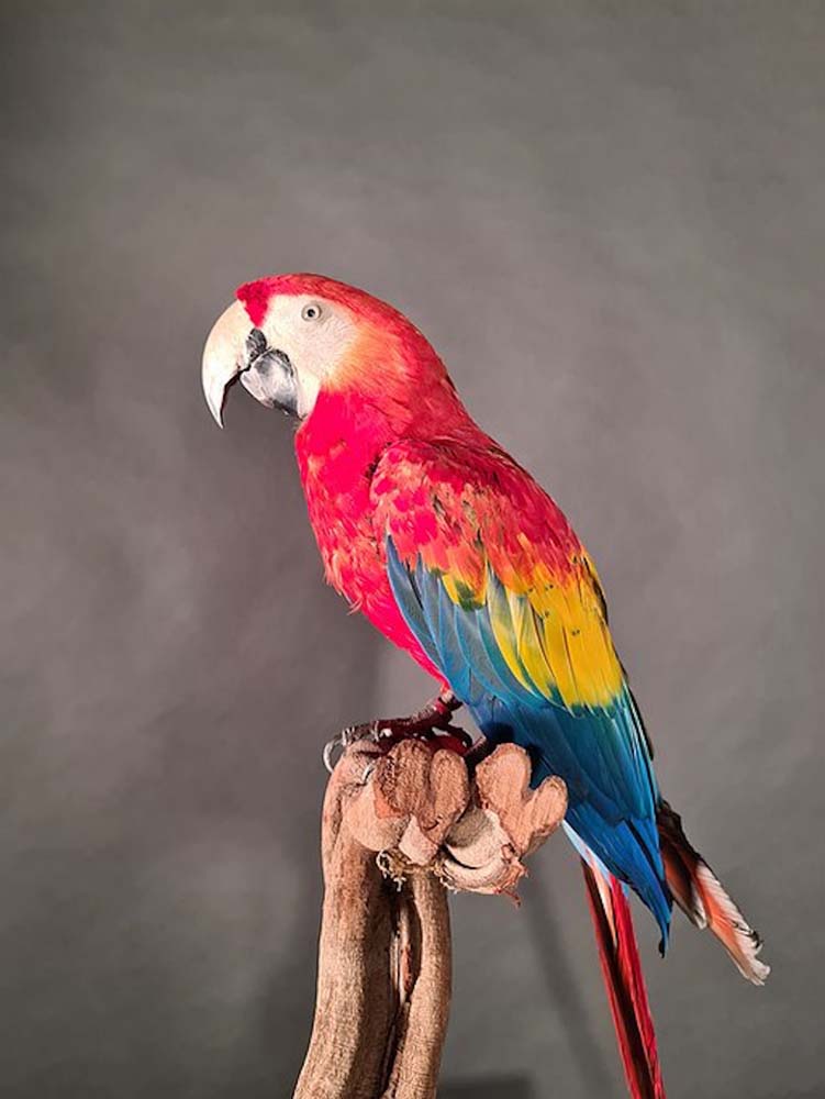 Ara Macaw, Panama - Tierpräparat - Cruelty Free
