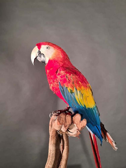 Ara Macaw, Panama - Taxidermy - Cruelty Free