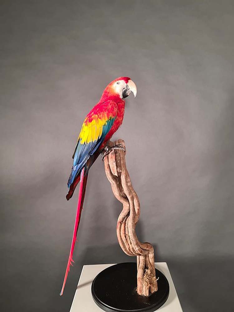 Ara Macaw, Panama - Taxidermy - Cruelty Free