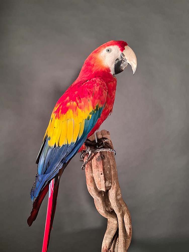 Ara Macaw, Panama - Tierpräparat - Cruelty Free